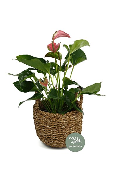 Greenifolia Flamingo Bitkisi - Anthurium Pink
