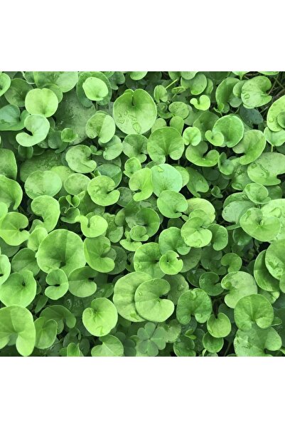 Doğalsan Tarım Fare Kulağı Tohumu 100 Gr Fare Kulağı Çim Tohumu Kundura Çimi ...