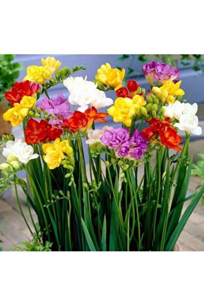 Genel Markalar Karışık Renkli Frezya Soğanı 10 Adet