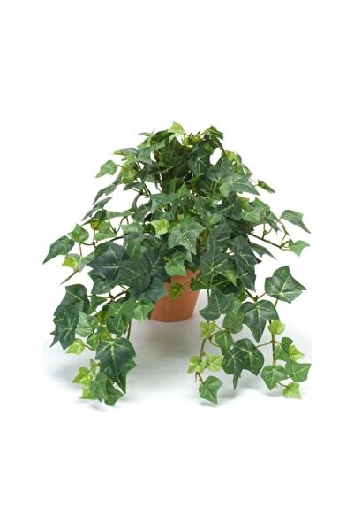 Viens Garden Hedera Helix Orman Sarmaşığı Askılı Saksı