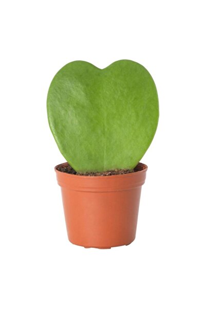 fidanistanbul Hoya Kerrii, Kalp Mum Çiçeği, Saksıda