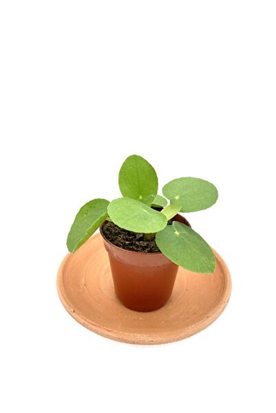 NADİR KAKTÜS Pilea Peperomioides Çin Para Bitkisi Çap 5.5cm