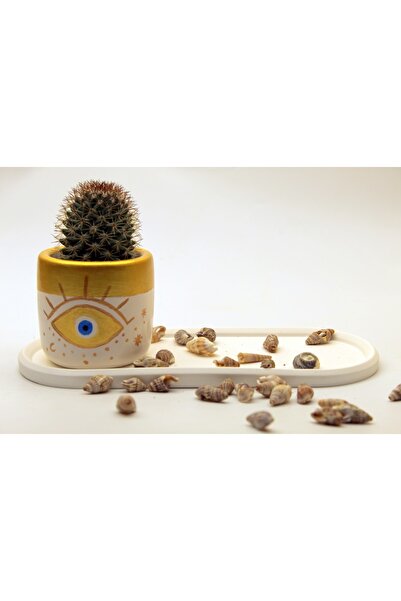 EL YAPIMI Beton Saksı Tabak Sukulent Haworthia Zebra Veya Kaktüs Tercihi Ile ...