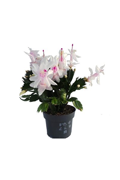 serada decor & plant Yılbaşı Çiçeği,yılbaşı Kaktüsü,beyaz Renk 7.cm Saksıda