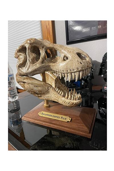 TuransoyCraft T-rex Kafatası Figür 20 cm