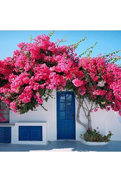 Genel Markalar Saksıda Sarılıcı Pembe Tırmanıcı Begonvil Sarmaşığı Fidanı(gel...