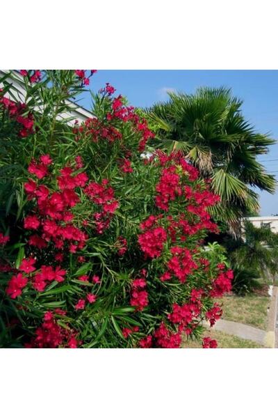 Genel Markalar Tüplü Katmerli Kırmızı Çiçekli Zakkum Fidanı
