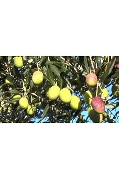 fidanciyiz Sarı Ulak Zeytin Fidanı