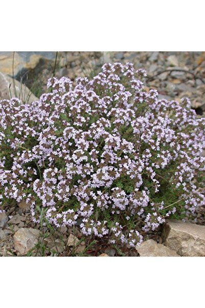 Lavanta Şarköy Sivri Kekik Tohumu ( 100 Adet)