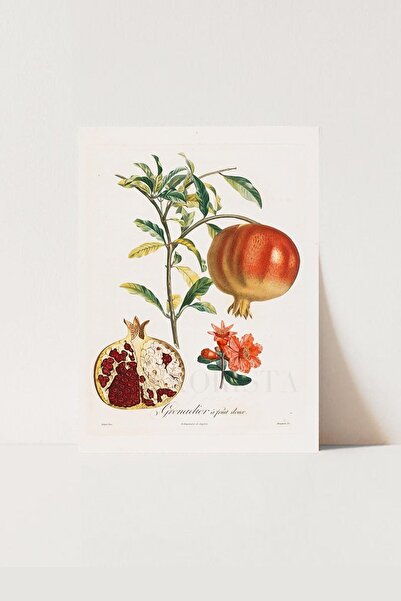 HOME DEKORİSTA Vintage Poster, Galeri Duvarı, Sanatsal Baskı, Nar, Nar Dekor, Nar Poster, Meyve