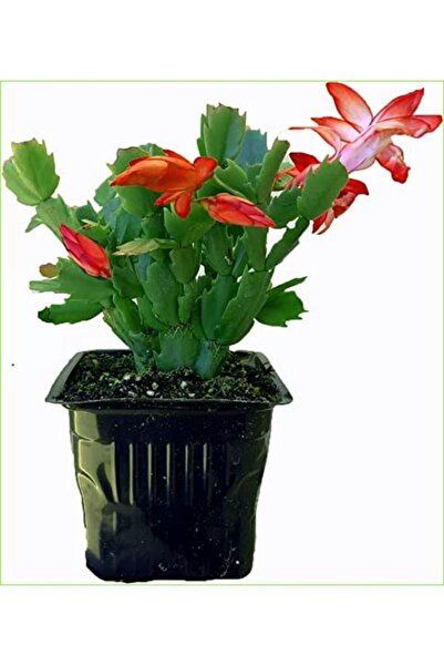 serada decor & plant Yılbaşı Çiçeği