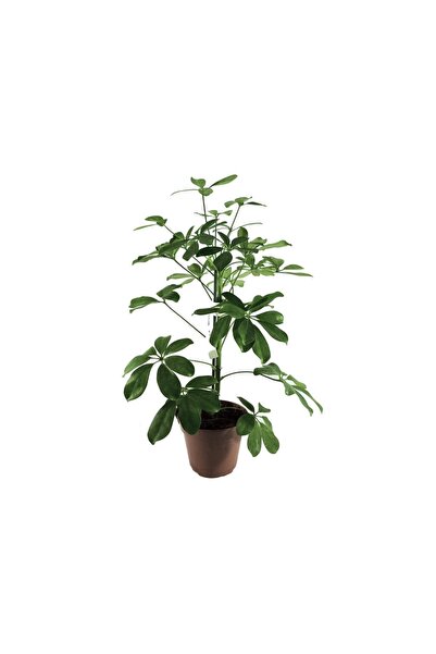 Palmiye Schefflera(şeflera) – Şemsiye Ağacı (13 Cm Saksıda)