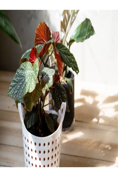 serada decor & plant Çilli Begonya Yerli 14.5 Saksıda Dolgun Formlu Iç Mekan ...