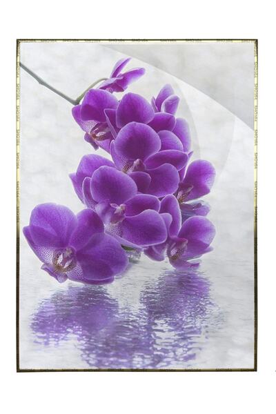 Orkide Çiçeği Doğa Dekoratif Tablo Çerçeveli P-004636