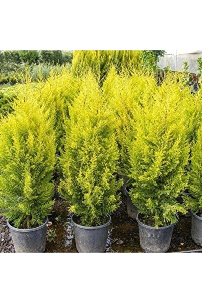 damla su çiçek Limoni Servi (LİMON ÇAMI) Fidanı 90cm-110cm