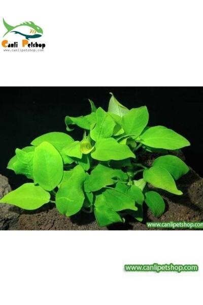 canlipetshop Akvaryum Bitkisi Anubias Barteri Var Nana 1 Ad 3-4 Yapraklı