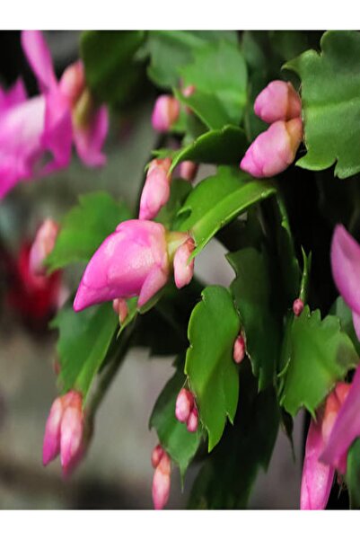 serada decor & plant Schlumbergera 'pink' - Kaktüs Pembe Yılbaşı Çiçeği Yıllı...