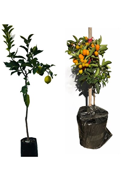 EVİM BAHÇEM Limon Fidanı Ve Kamkat Kumkuat Fidanı 2 (iki) Li Narenciye Paketi (2-3 Yaş) Limon Ağacı Fidan