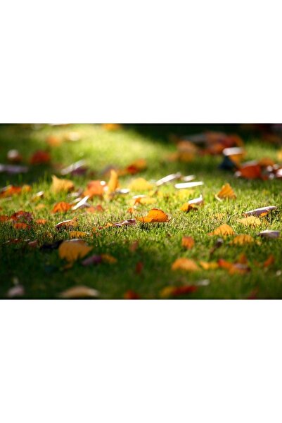 Berilya Yapay Çim Halı 16 Mm 50 Cm X 3 Metre Dogal Görünümlü Çim Halı