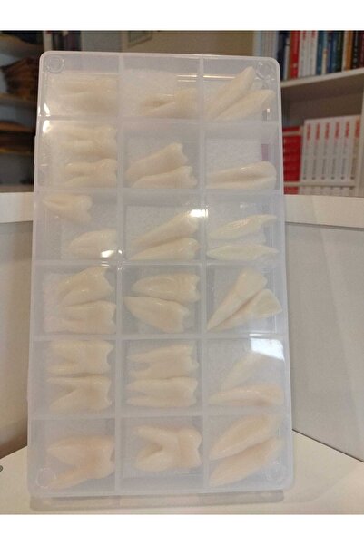 anonim Anatomik Diş Mum Modelleri