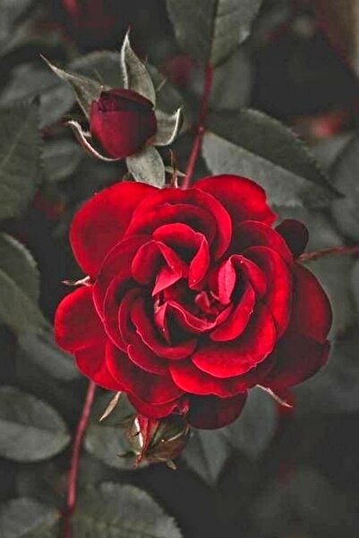 ÇİÇEKFLİX Fide Gül Kırmızı Açik Kök 34-36cm Dikime Hazır 1 Adet