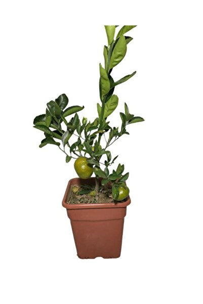 damla su çiçek Saksılı, Üzeri Meyveli W Murcott Aşılı Bodur Mandalina Fidanı ...