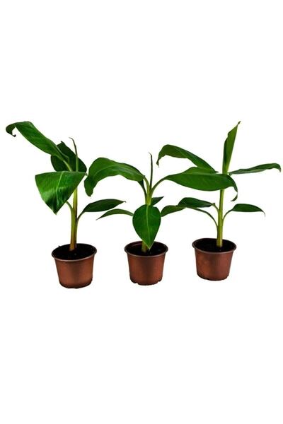 YAĞMUR FİDANCILIK 3adet Saksılı Muz Fidanı 70-100 Cm