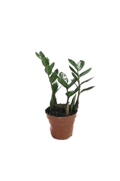 Betonish Zamia Zamioculcas (ZEZE ÇİÇEĞİ)