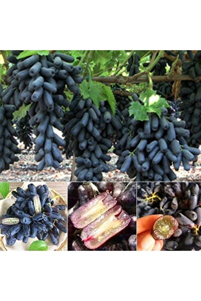 Mevsim Fidancılık Açık Kök Üzüm Fidanı Black Finger Siyah Çekirdeksiz ( Boy 50-70 Cm )