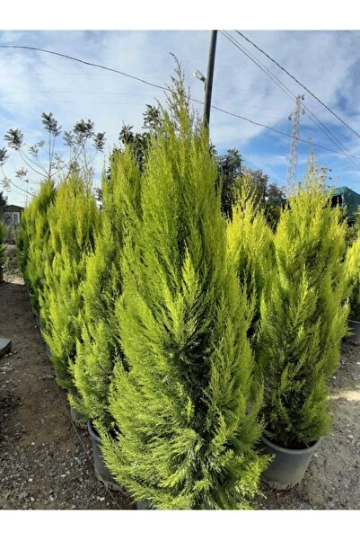 damla su çiçek Limoni Servi "monterey Servisi, Saksıda 130-150cm