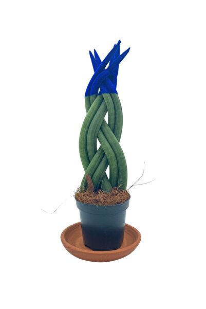 NADİR KAKTÜS Mavi Kadife Örgülü Sansevieria Cylindrica