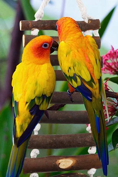 Alyones Wooden Rope Bird Bridge
