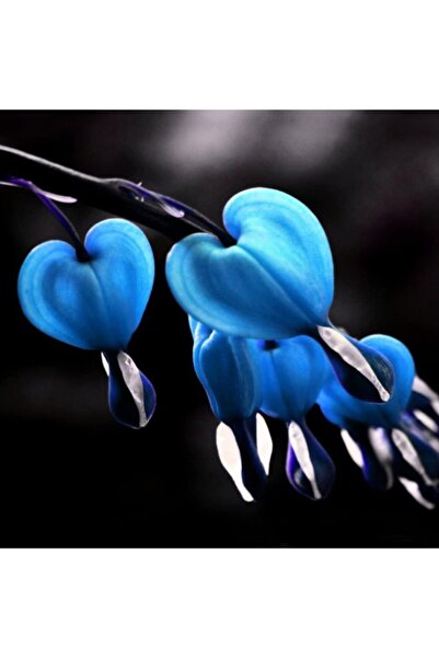 Serdar Çam Tohumculuk Nadir Ithal Kanayan Kalpler Mavi Dicentra Çiçeği Tohumu...