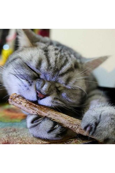 TİNEKE Natural Matatabi Cat Chewing Stick and Toy 5 Pieces