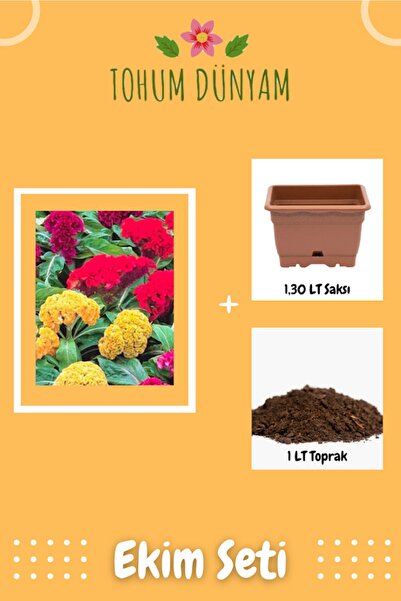 Tohum Dünyam Karışık Renkli Horoz Ibiği (celosia) Çiçeği Tohumu Ekim Seti