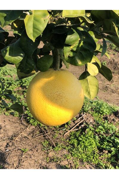 damla su çiçek Tüplü Aşılı Içi Kırmızı Şadok Pomelo (ağaç Kavunu) Yaş 3 Boy 100-120 Cm