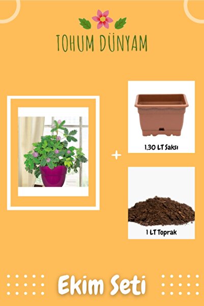 Tohum Dünyam Mimoza Küstüm Çiçeği Tohumu Ekim Seti