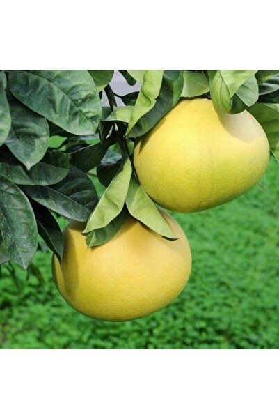 damla su çiçek Tüplü Aşılı Içi Kırmızı Şadok Pomelo (ağaç Kavunu) Yaş 3 Boy 100-120 Cm