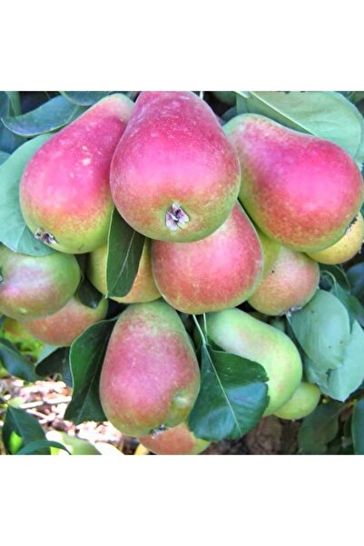 Fidan & Peyzaj - Santa Maria Armut Fidanı (2 Yaş / 150 Cm. Boy / Açık Kök)