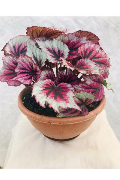 serada decor & plant Begonia Rex - Kenarı Beyaz Benekli Yeşil Içi Bordo Renkl...