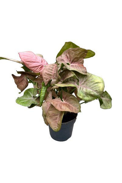 Betonish Syngonium Podophyllum 'Pink' (Melek Kanadı Çiçeği)