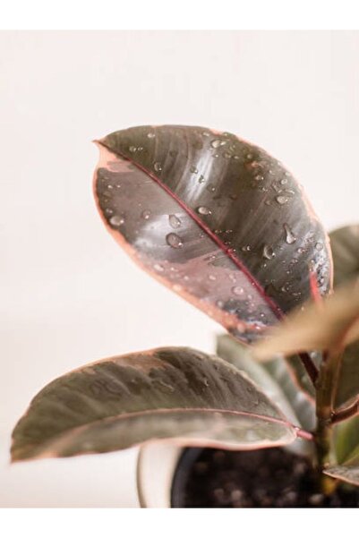 serada decor & plant Pembe Alacalı Kauçuk Çiçeği - Ev Ofis Salon Iç Mekan Bitkisi 65-70 Cm