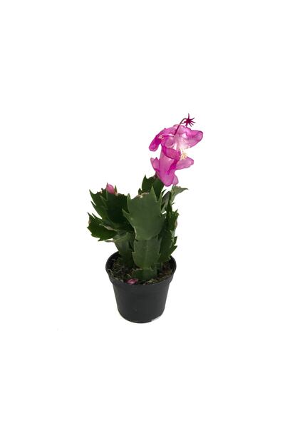 Betonish Schlumbergera 'purple' (YILBAŞI ÇİÇEĞİ)