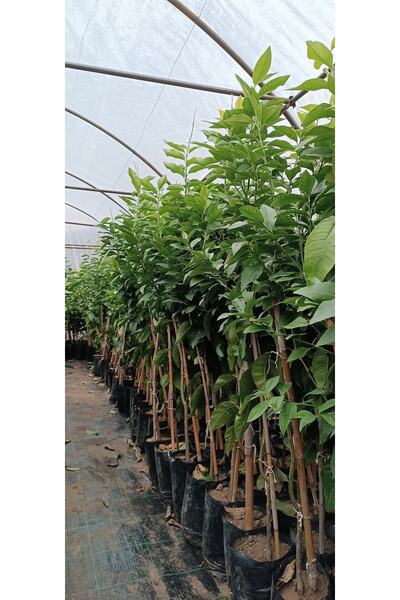 Smargat Limon Yediveren (mayer) 3 Yaş Limon Fidanı Aşılı Limon Meyvesi
