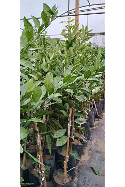 Smargat Mandalina Satsuma 3 Yaş Aşılı Mandalina Fidanı