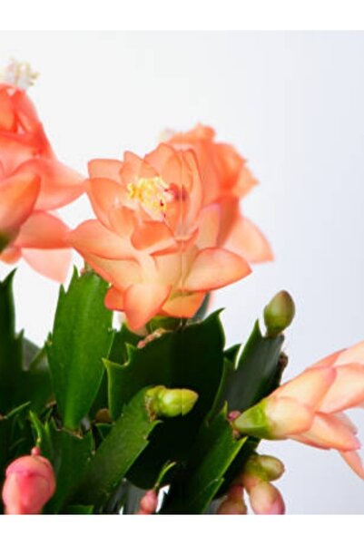 serada decor & plant Yılbaşı Çiçeği Yılbaşı Kaktüsü 1 Adet Yavruağzı