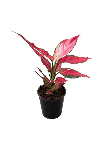 Betonish Aglaonema 'cherry Baby' (ÇİN HERDEMYEŞİLİ)
