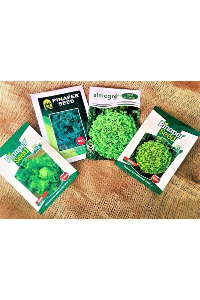 Asenya Sebze Tohumu 4 Lü Set Iceberg Marul Tohumu 055 Marul Tohumu Iri Kıvırcık Arapsaçı Marul Tohumu