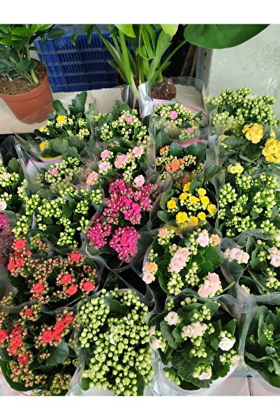 NADİR KAKTÜS Kalanchoe (kalanşo) Turuncu-sarı-kırmızı-fuşya-açık Pembe