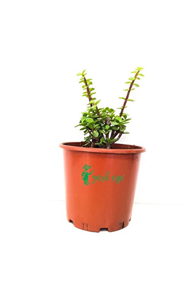 Yeşil Ege Peyzaj Para Çiçeği/yeşim Ağacı/ Portulacaria Afra Variegata-38 Cm